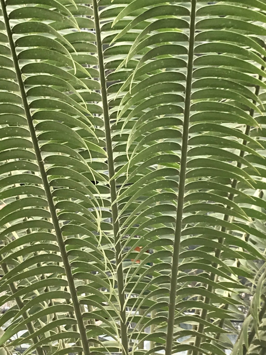 green. house. greenhouse.