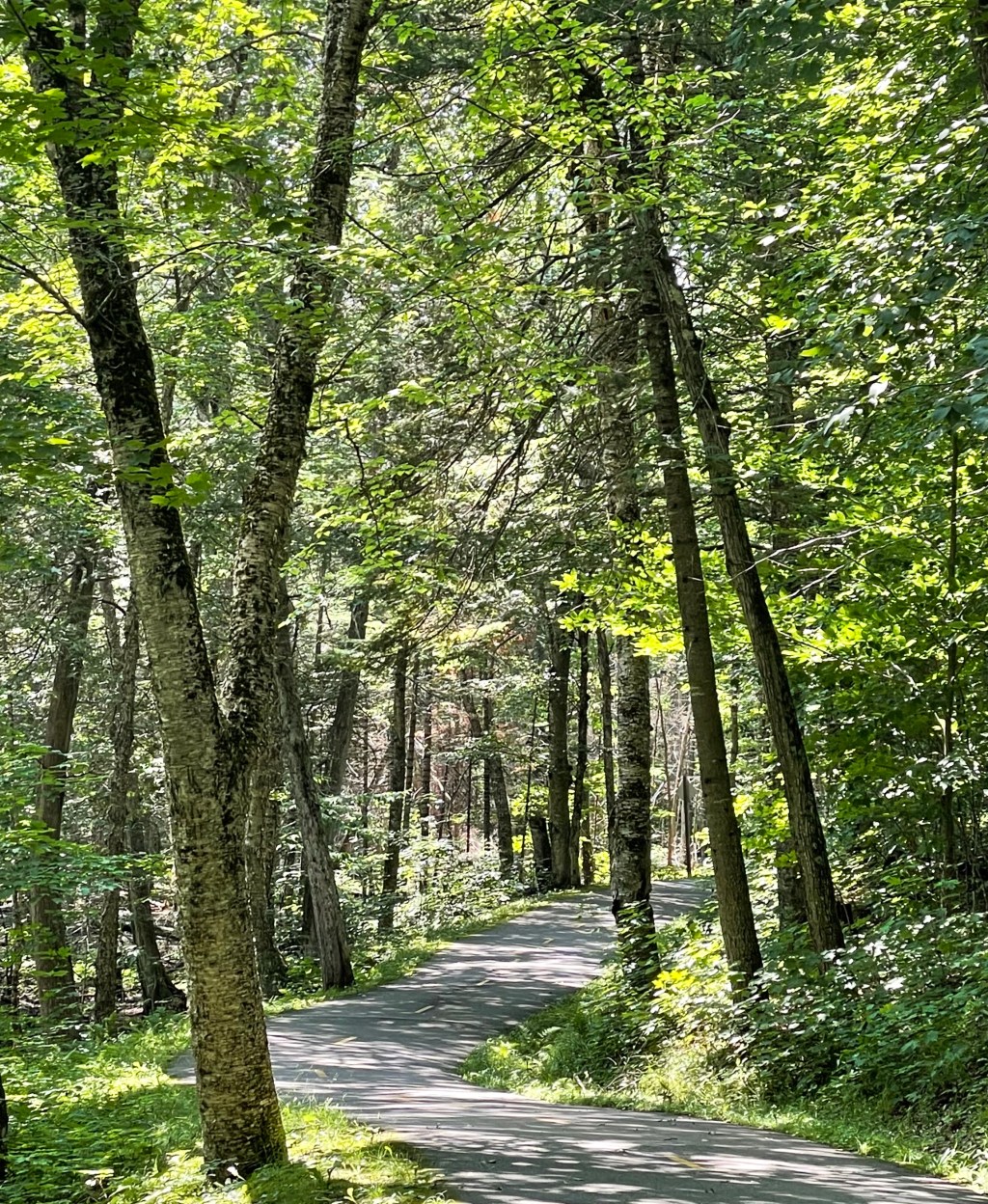 no signal, lots of&nbsp;trees