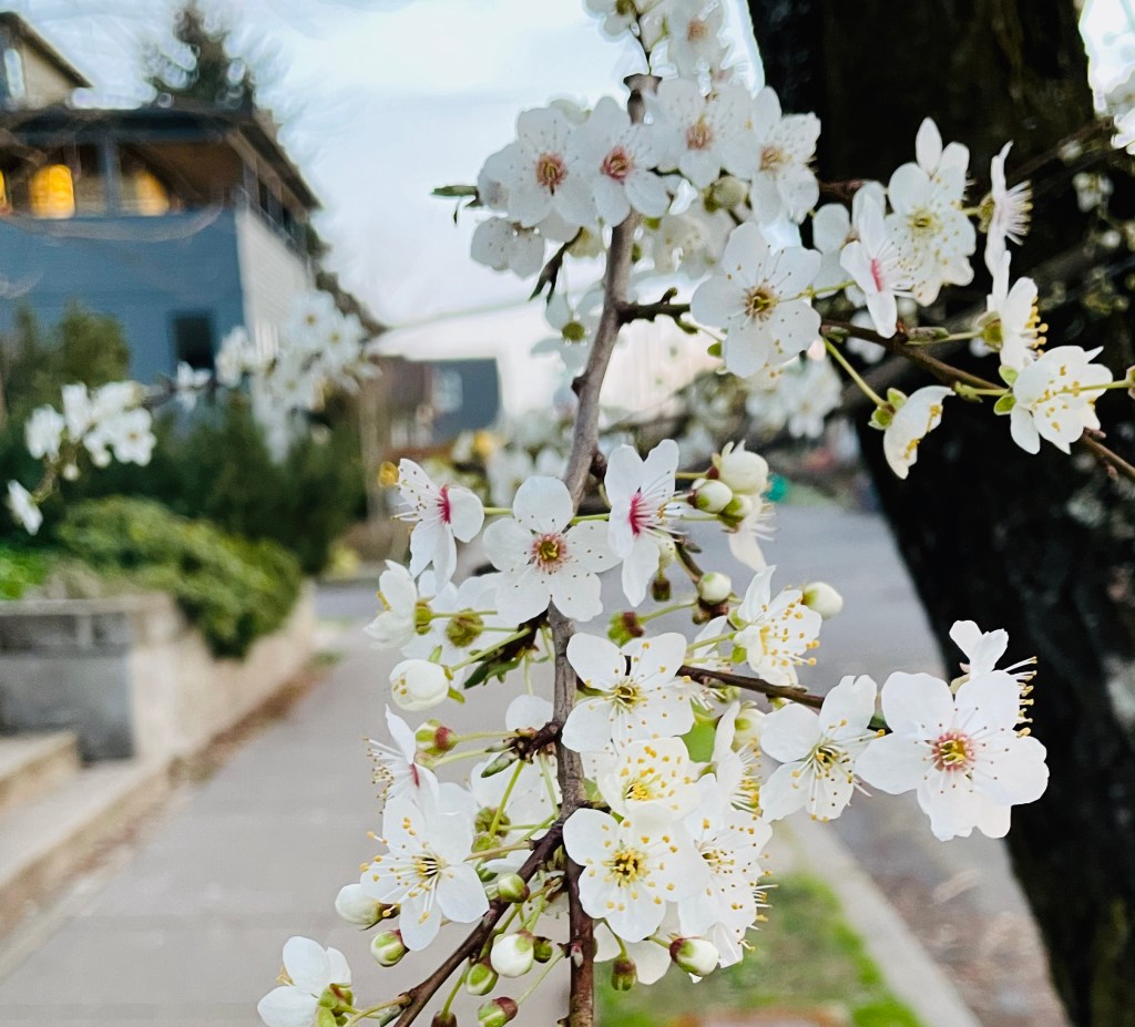 postcards from Portland