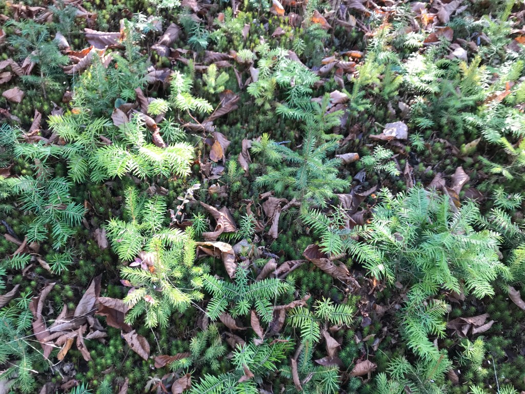 the tree outside your&nbsp;window